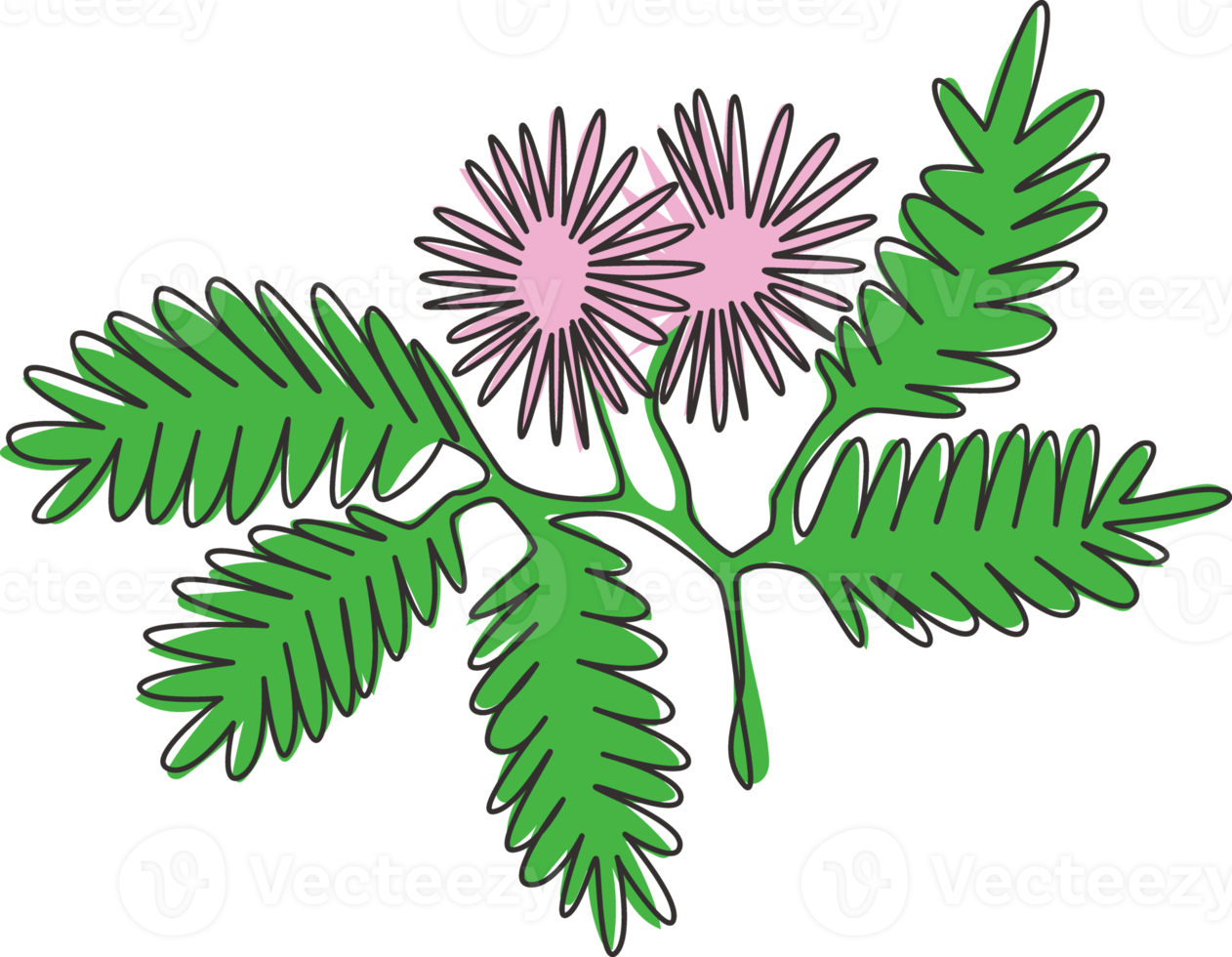 enda en rad ritning av skönhet färsk mimosa pudica för trädgård logotyp. dekorativ av actionväxtkoncept för hemväggsdekoration affischtryck. modern kontinuerlig linje rita design vektorillustration png