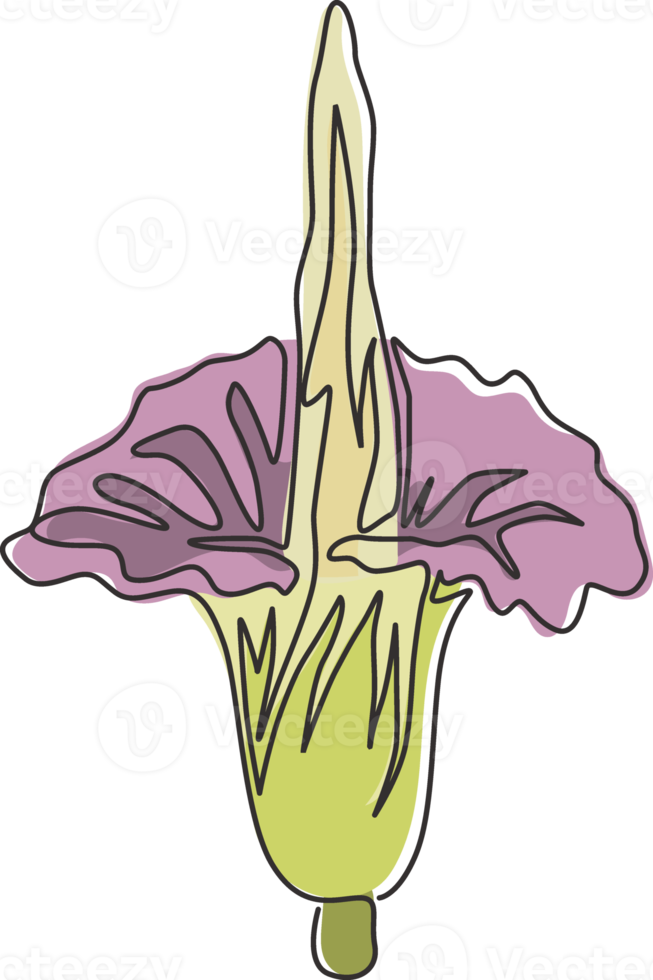 een doorlopende lijntekening schoonheid verse amorphophallus titanum voor thuis muur decor art poster print. decoratieve titan aronskelk bloem voor nationaal park. moderne enkele lijn tekenen ontwerp vectorillustratie png