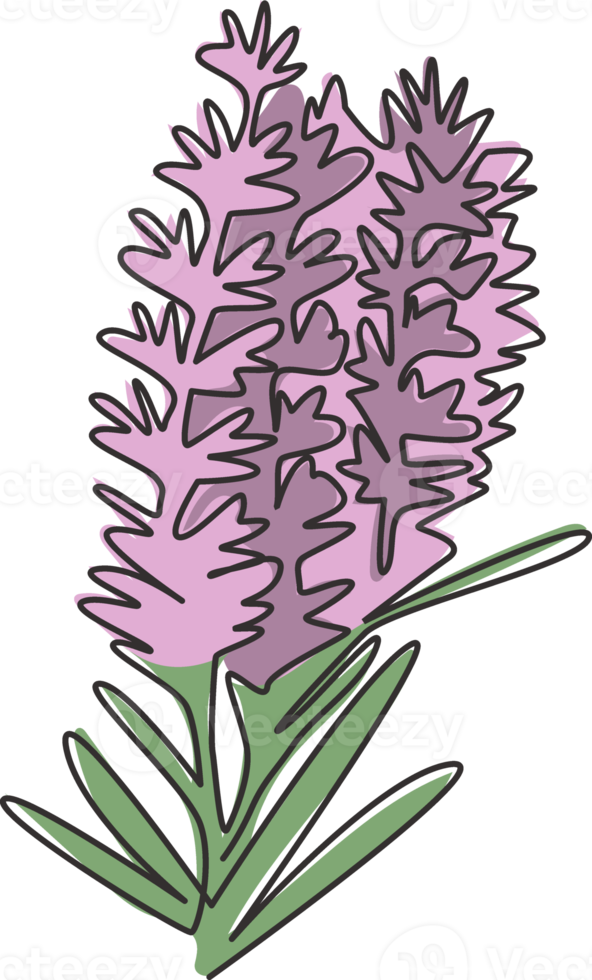 One continuous line drawing of beauty fresh lavandula for garden logo. Printable decorative lavender flower concept for home wall decor poster art print. Single line draw design vector illustration png