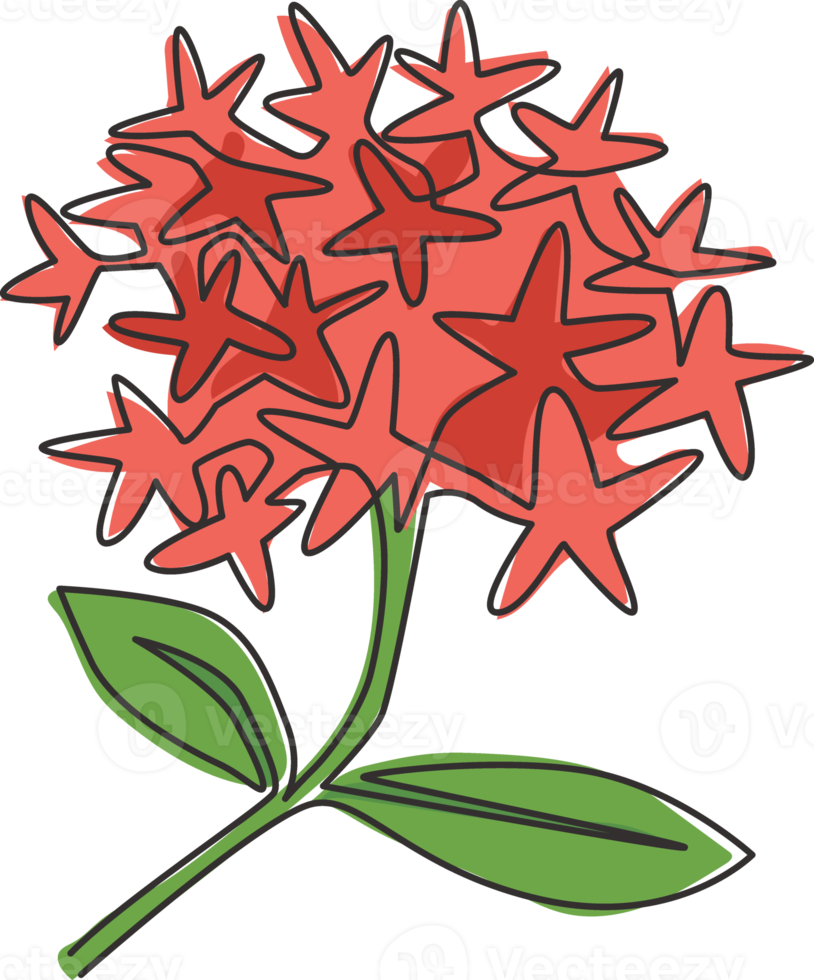eine einzige strichzeichnung von schönheit frisch blühenden pflanzen für das gartenlogo. Druckbares dekoratives Ixora-Blumenkonzept für Grußkartenverzierung. trendige durchgehende Linie zeichnen Design-Vektor-Illustration png