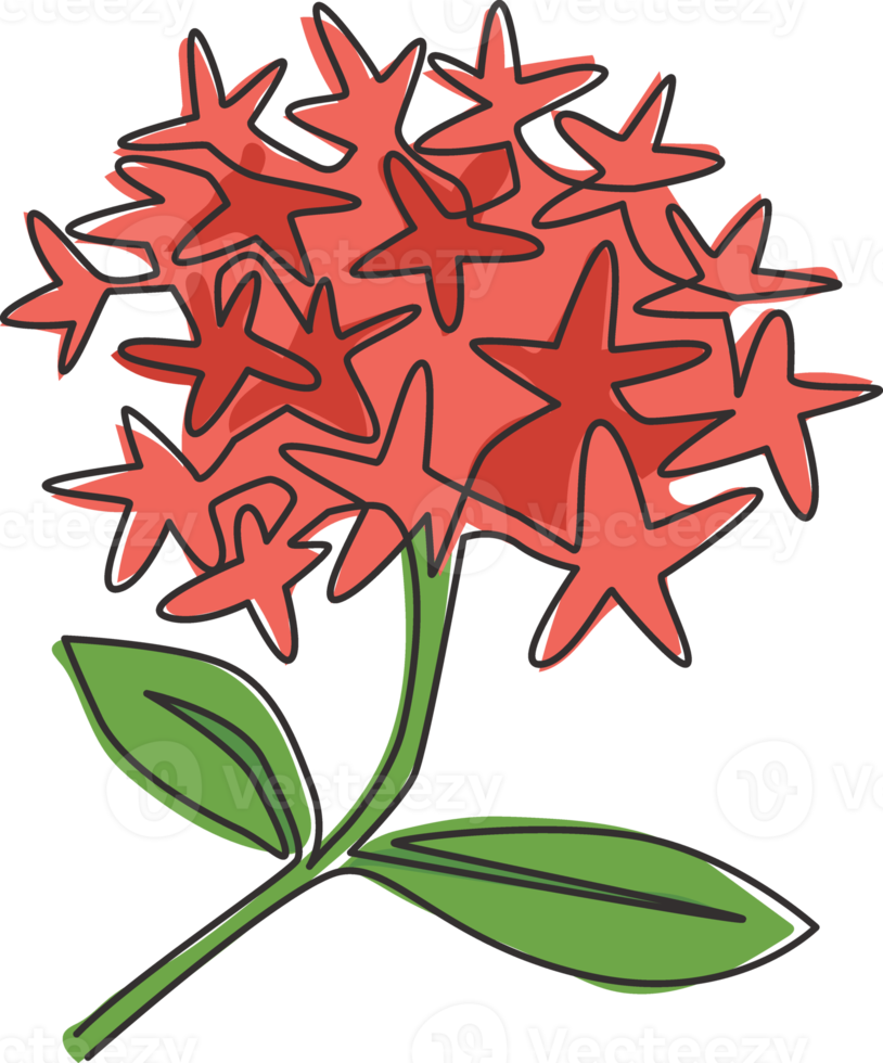 één enkele lijntekening van schoonheids verse bloeiende planten voor tuinlogo. afdrukbaar decoratief ixora-bloemconcept voor wenskaartornament. trendy doorlopende lijn tekenen ontwerp vectorillustratie png