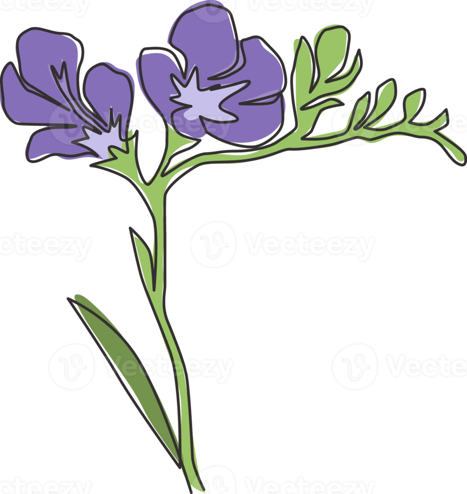 enda kontinuerlig linjeteckning av skönhet färsk fresia för hem väggdekor konst affischtryck. dekorativa örtartade blomma koncept för blommig kort ram. moderna en rad rita design vektorillustration png