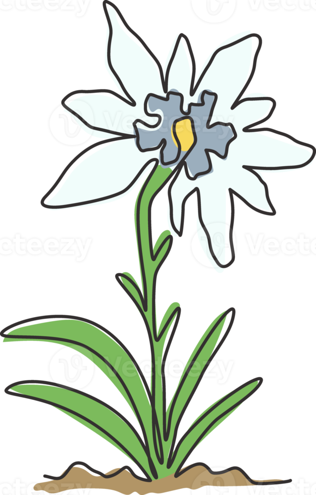 beauté de dessin d'une seule ligne et plante exotique de leontopodium de montagne. concept de fleur d'edelweiss décoratif pour l'impression d'affiches d'art mural de décoration intérieure. ligne continue moderne dessiner illustration vectorielle de conception png