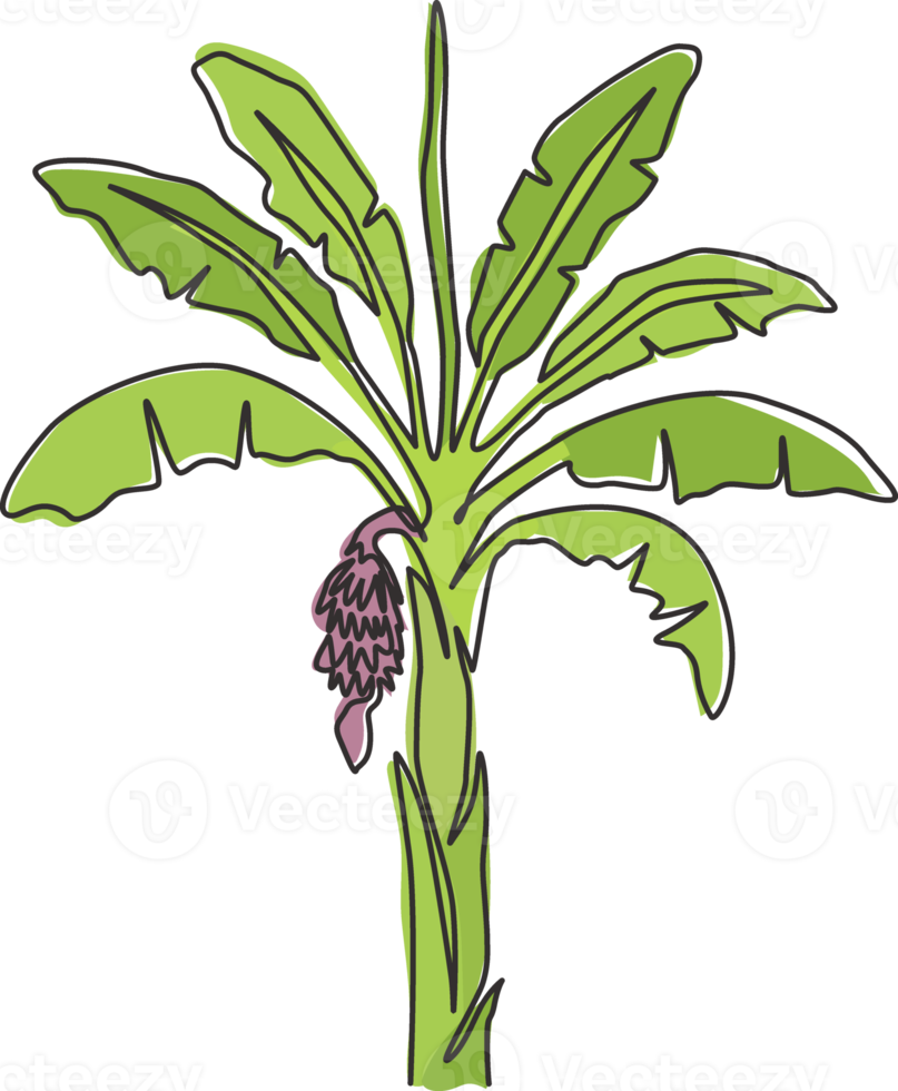 enkele één lijntekening vruchtbare en verse bananenboom. decoratieve bananenplant voor plantagebedrijf. landbouw teelt concept. moderne doorlopende lijn tekenen ontwerp grafische vectorillustratie png