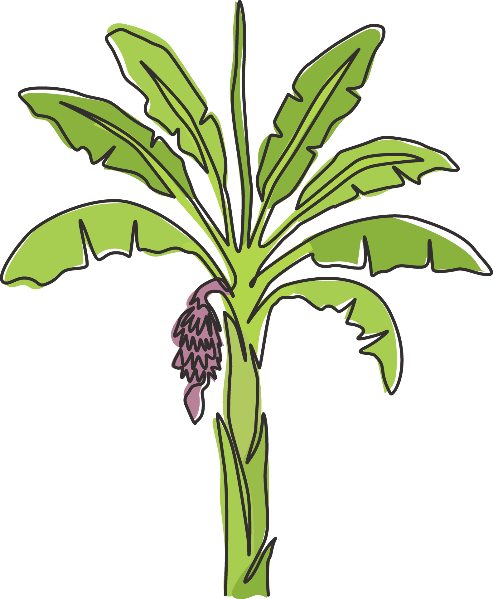 Single one line drawing fertile and fresh banana tree. Decorative