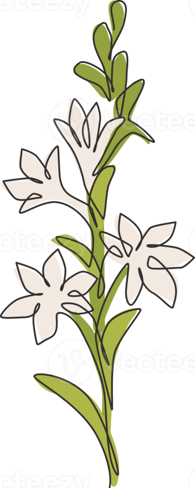 One continuous line drawing beauty fresh polianthes tuberosa for home decor art wall poster print. Decorative tuberose flower concept for invitation card. Single line draw design vector illustration png