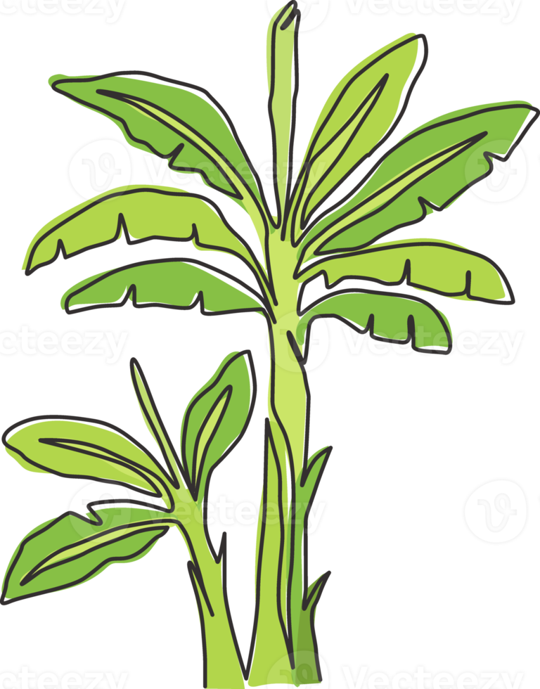 One continuous line drawing of beauty and fresh banana tree. Decorative banana plant concept for plantation company. Agriculture cultivation. Trendy single line draw graphic design vector illustration png