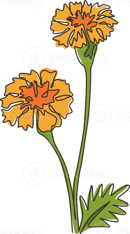 disegno a linea continua di bellezza fresca tagetes erecta per la stampa di poster di arte della parete della decorazione della casa. fiore di calendula decorativo per cornice floreale. illustrazione vettoriale di design moderno a una linea di disegno png