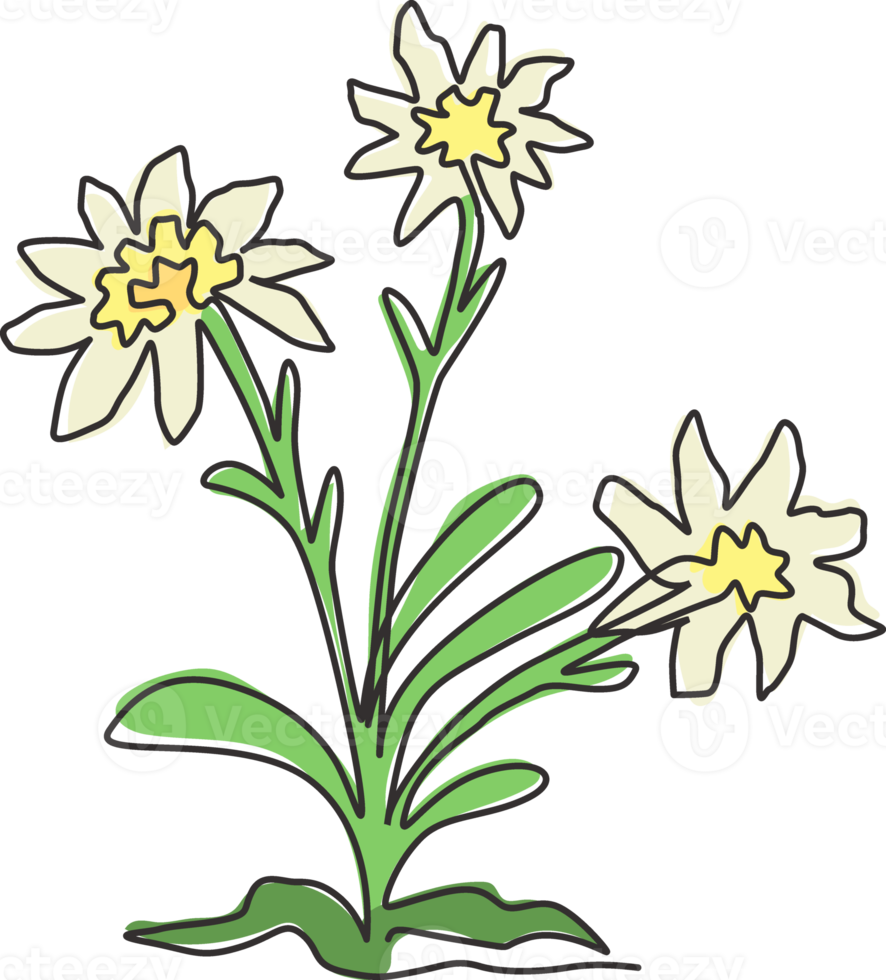 Single continuous line drawing beauty and exotic mountain edelweiss flower. Decorative leontopodium plant for home wall decor art poster print. Modern one line draw design vector graphic illustration png