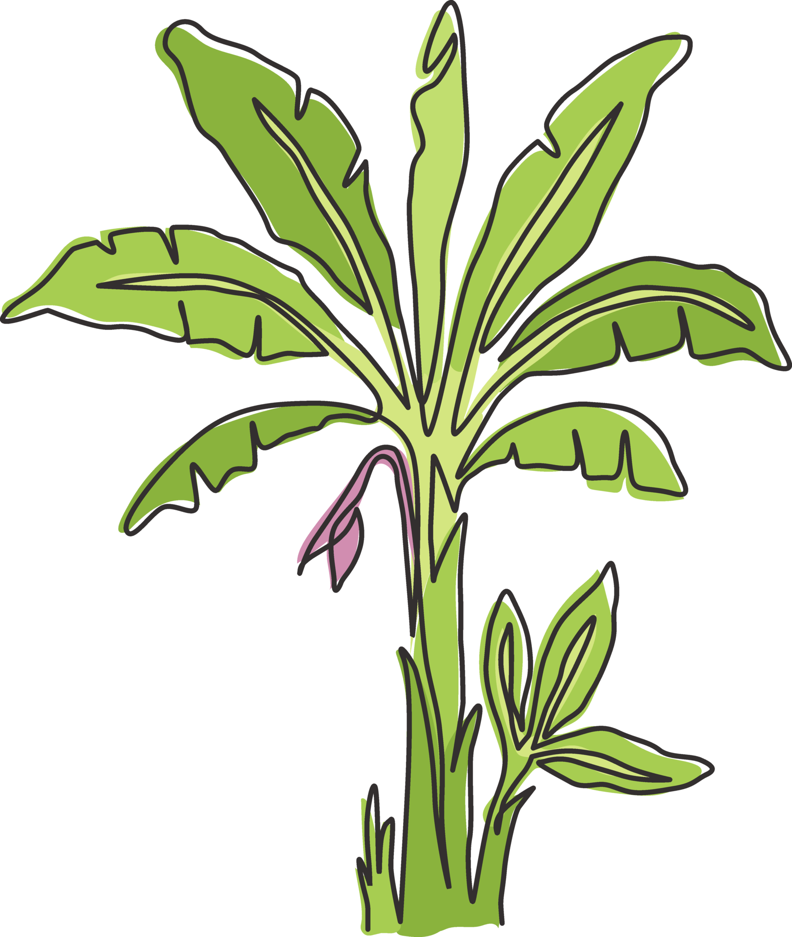 How To Draw Banana Trees