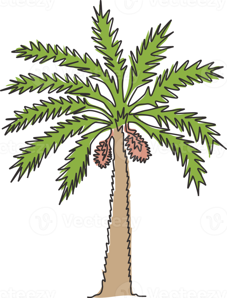 Single one line drawing of beauty and exotic date palm tree. Decorative phoenix dactylifera tree concept for plantation company. Modern continuous line draw design graphic vector illustration png