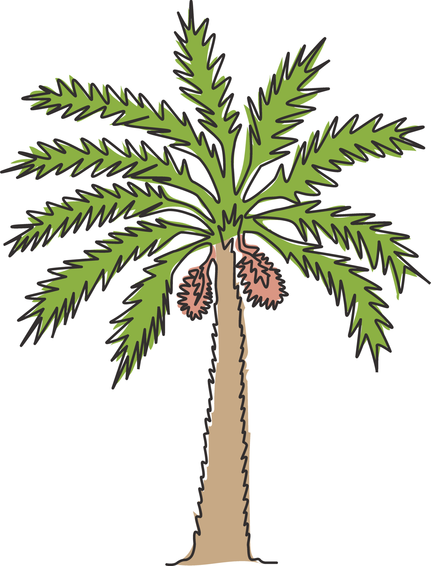 Date Palm Tree Drawing Date Palm Tree Drawing