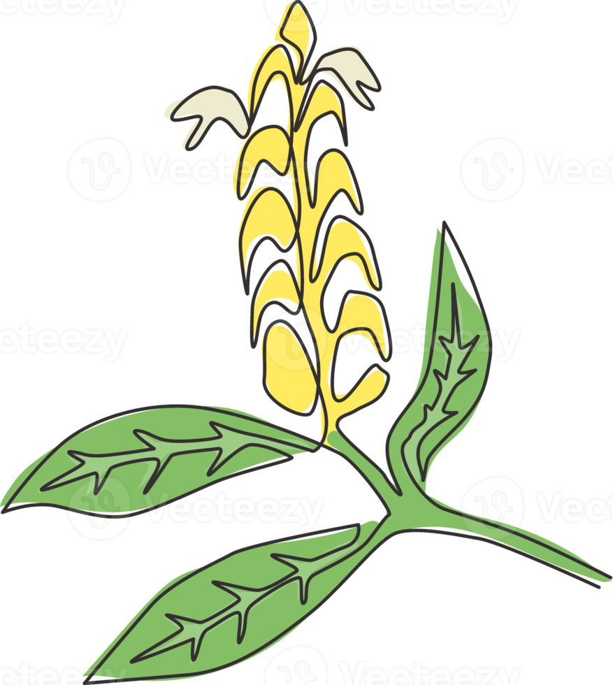 desenho de linha única contínua de planta de pirulito fresco de beleza para impressão de pôster de arte de parede de decoração de casa. pachystachys lutea decorativo para moldura de cartão floral. ilustração em vetor moderno desenho de uma linha png