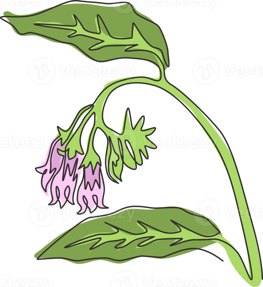 enda en rad ritning av skönhet färska symphytum för trädgård logotyp. dekorativt vallörtsblommakoncept för heminredning väggkonst affischtryck. modern kontinuerlig linje rita design vektorillustration png