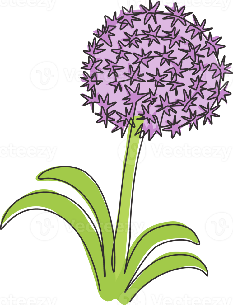 enda kontinuerlig linjeteckning skönhet fräsch allium giganteum för heminredning väggkonst affischtryck. dekorativ globemaster blomma för blommig kort ram. moderna en rad rita design vektorillustration png