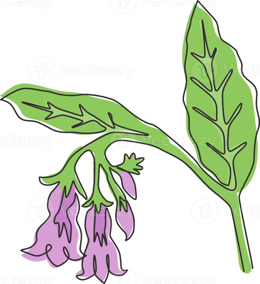 enda kontinuerlig linjeritning av beauty fresh symphytum för trädgårdslogotyp. dekorativa vallört blomma koncept för blommig inbjudningskort ram. moderna en rad rita design vektorgrafisk illustration png