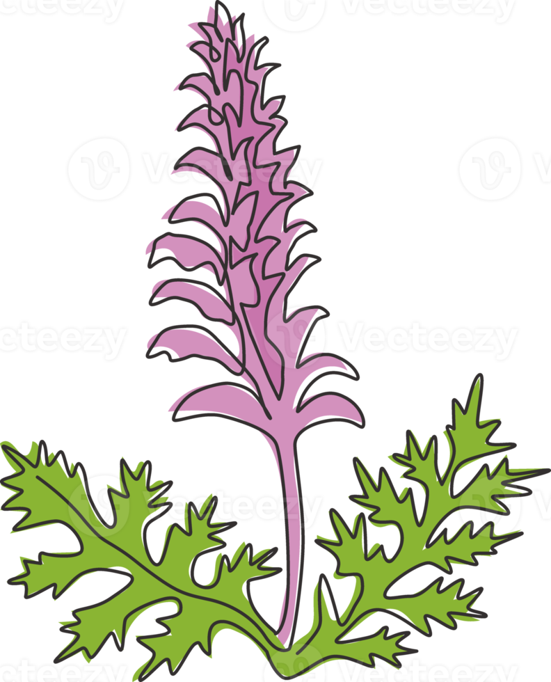 enkele doorlopende lijntekening van schoonheidsverse berenrijbroek voor tuinlogo. decoratief acanthusbloemconcept voor bloemenuitnodigingskaartframe. moderne één lijn tekenen ontwerp vectorillustratie png