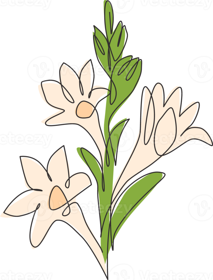 enda en rad ritning av skönhet färsk agave amica för trädgård logotyp. dekorativa tuberos blomma koncept för hem konst vägg dekor affischtryck. modern kontinuerlig linje rita design vektorillustration png