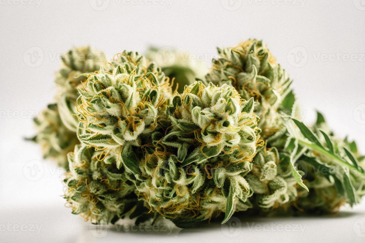A High-Resolution Photograph of a Marijuana Sativa Bud on a White Background photo