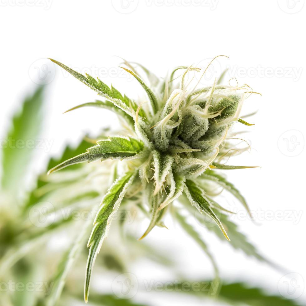 A High-Resolution Photograph of a Marijuana Sativa Bud on a White Background photo