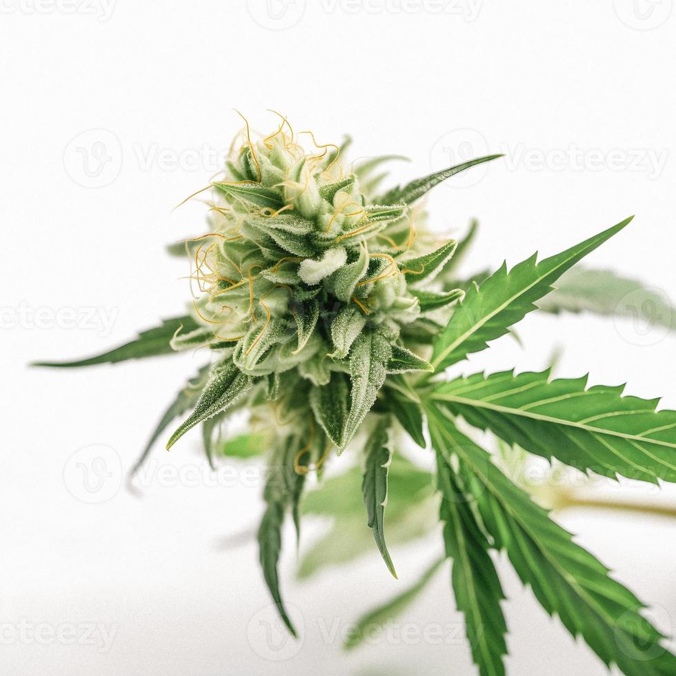 A High-Resolution Photograph of a Marijuana Sativa Bud on a White Background photo