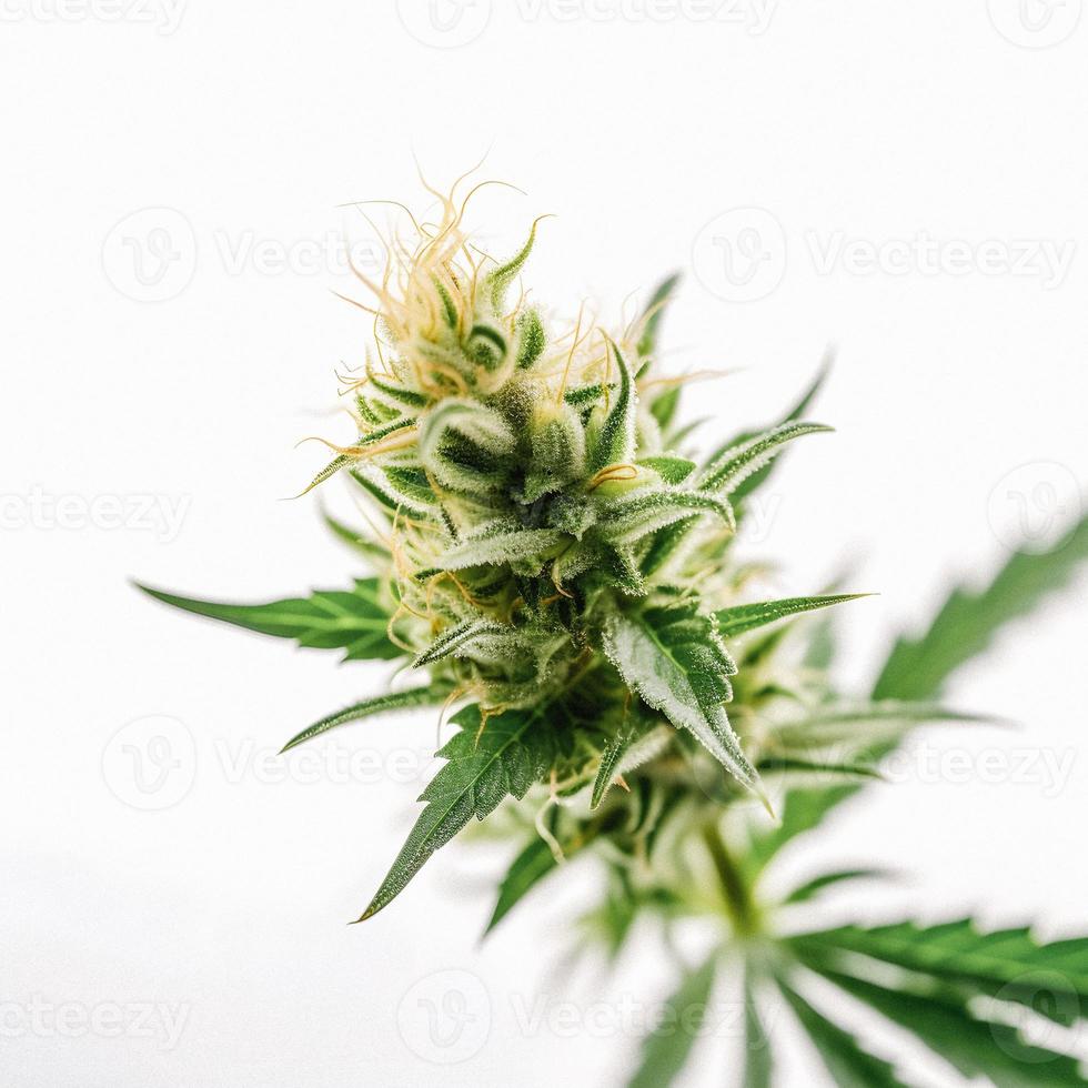 A Stunning Close-Up of a Sativa Bud on a White Background photo