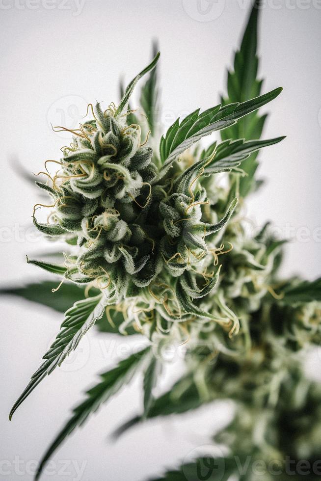 A High-Resolution Photograph of a Marijuana Sativa Bud on a White Background photo