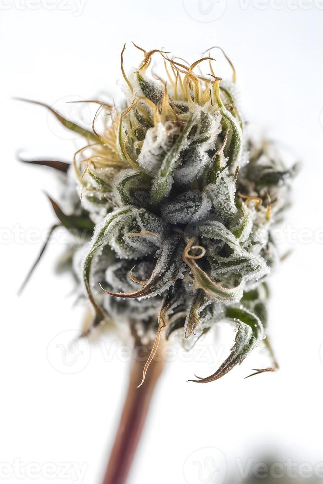 A Stunning Close-Up of a Sativa Bud on a White Background photo