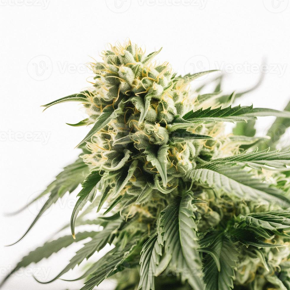 un alta resolución fotografía de un marijuana sativa brote en un blanco antecedentes foto