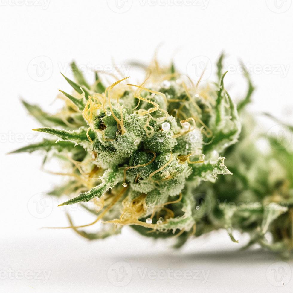 un alta resolución fotografía de un marijuana sativa brote en un blanco antecedentes foto