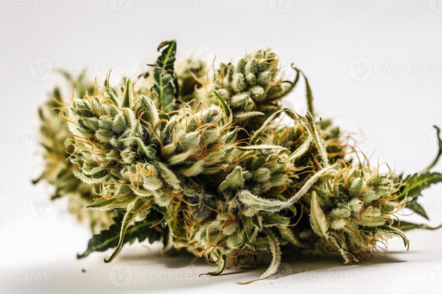 A High-Resolution Photograph of a Marijuana Sativa Bud on a White Background photo