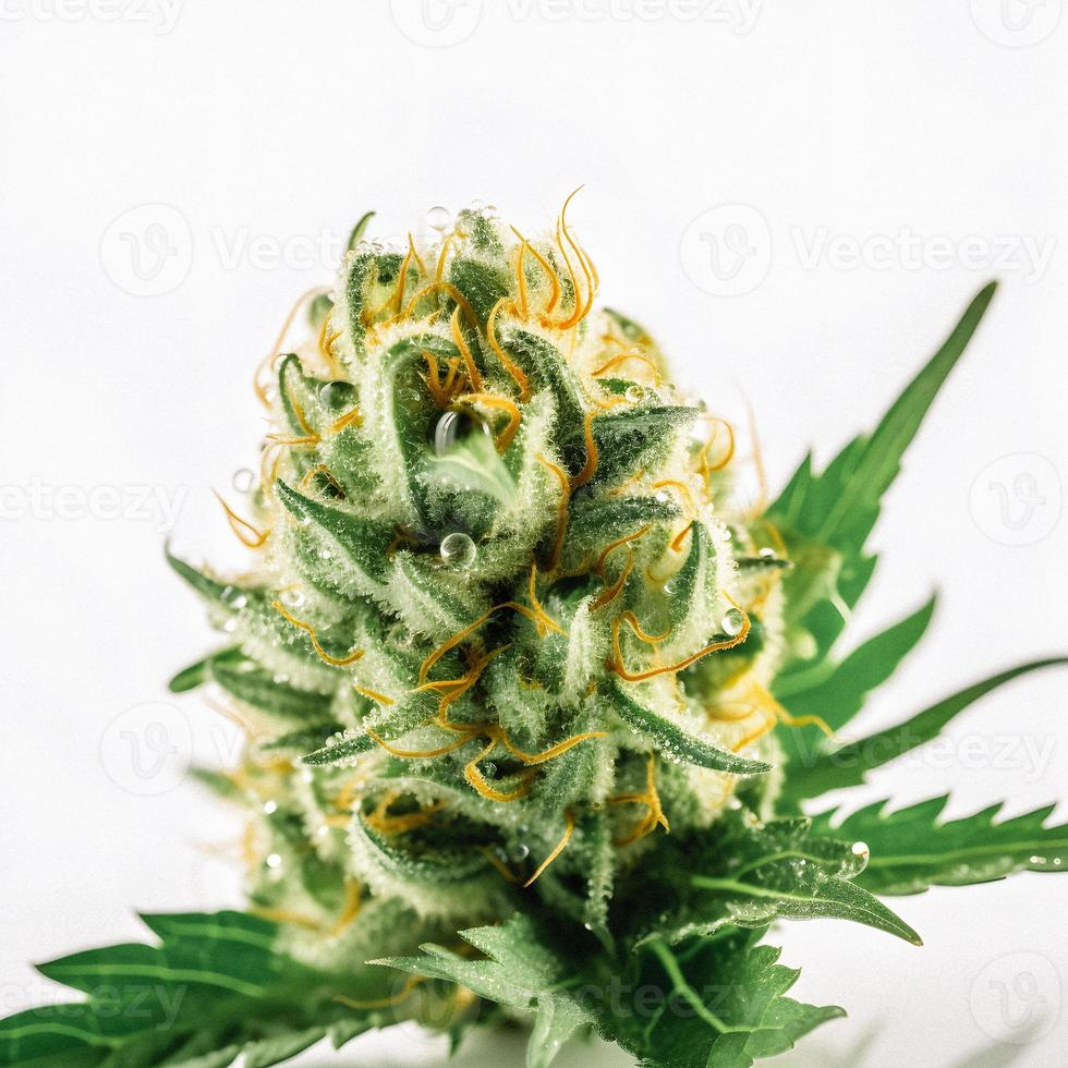 A High-Resolution Photograph of a Marijuana Sativa Bud on a White Background photo