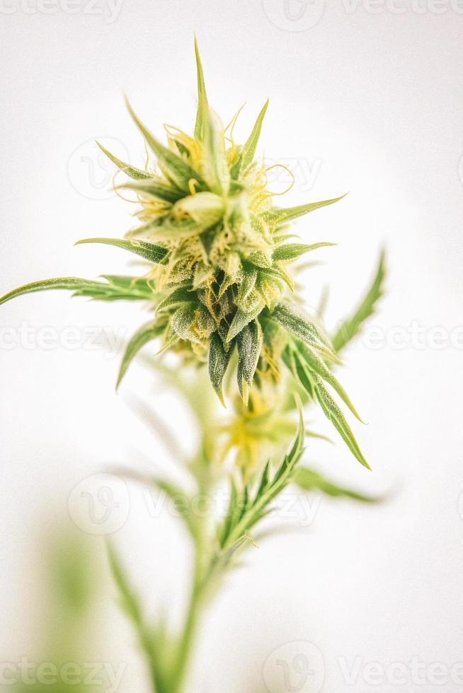 A High-Resolution Photograph of a Marijuana Sativa Bud on a White Background photo