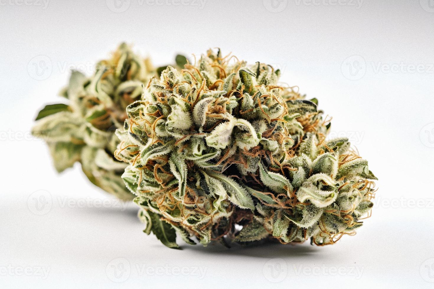 A High-Resolution Photograph of a Marijuana Sativa Bud on a White Background photo