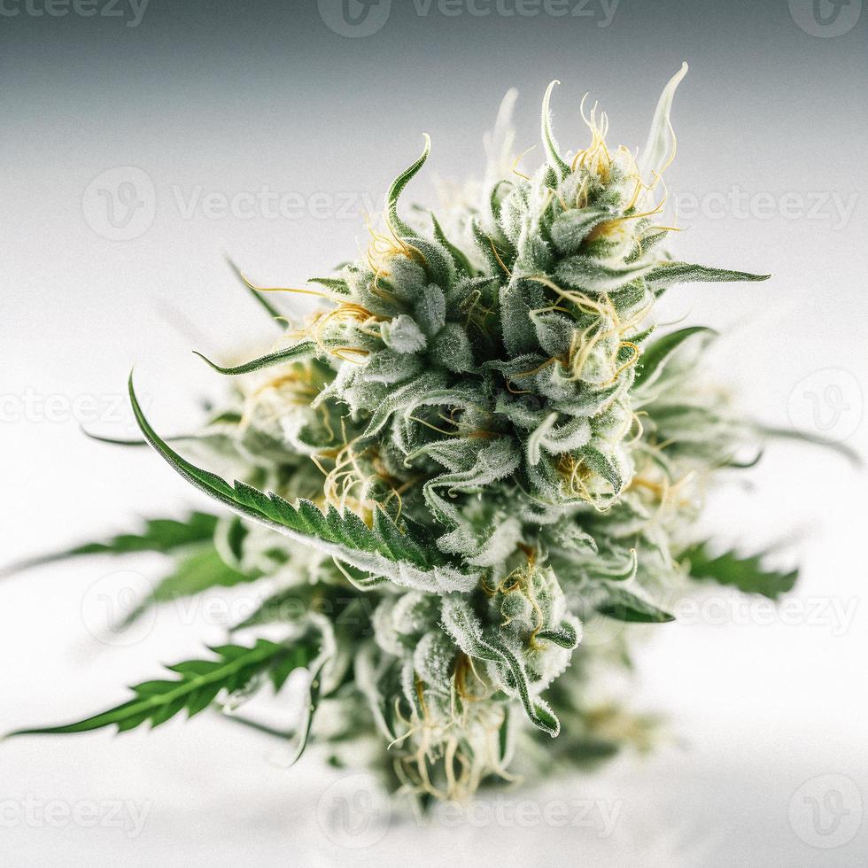 A High-Resolution Photograph of a Marijuana Sativa Bud on a White Background photo