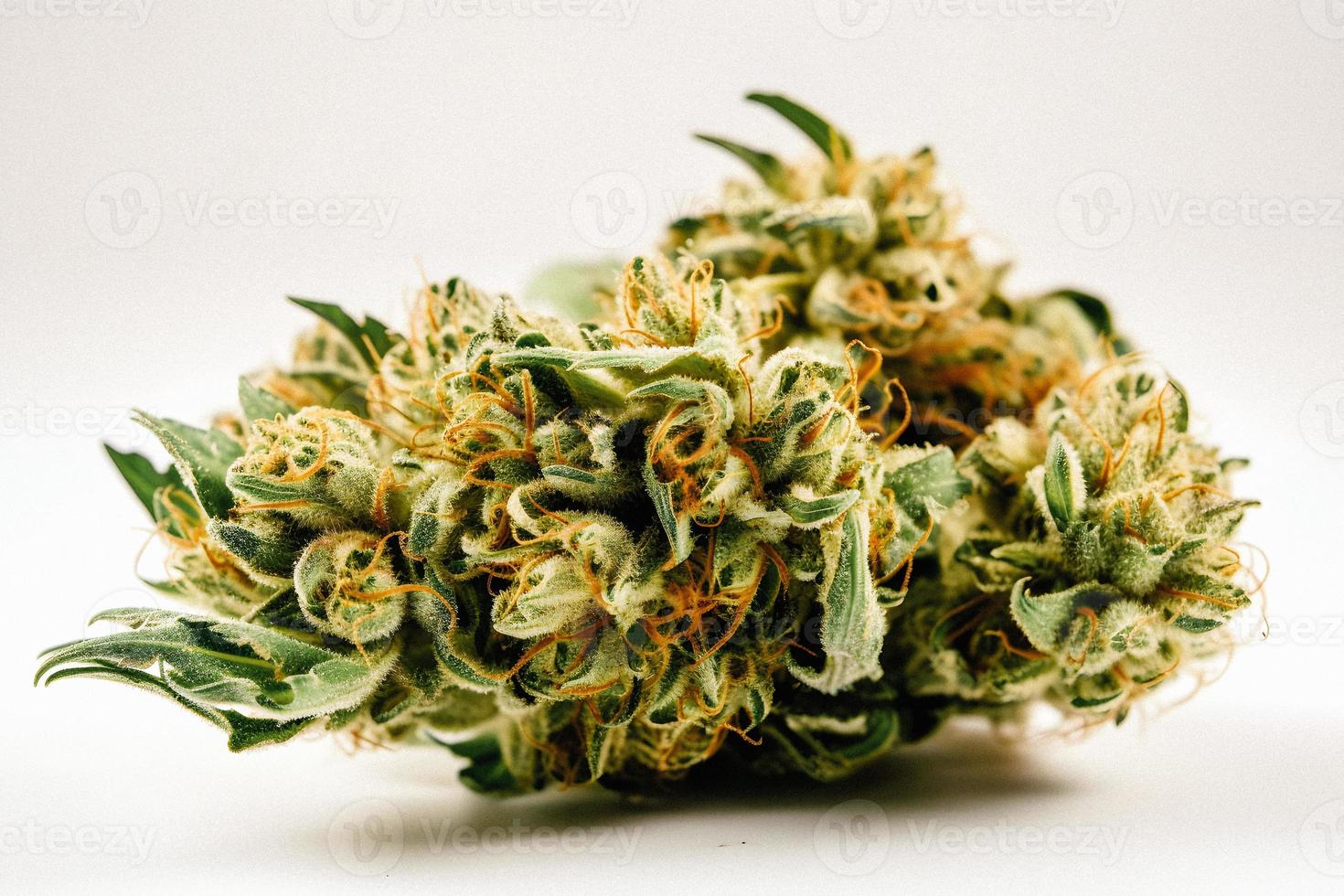 A High-Resolution Photograph of a Marijuana Sativa Bud on a White Background photo