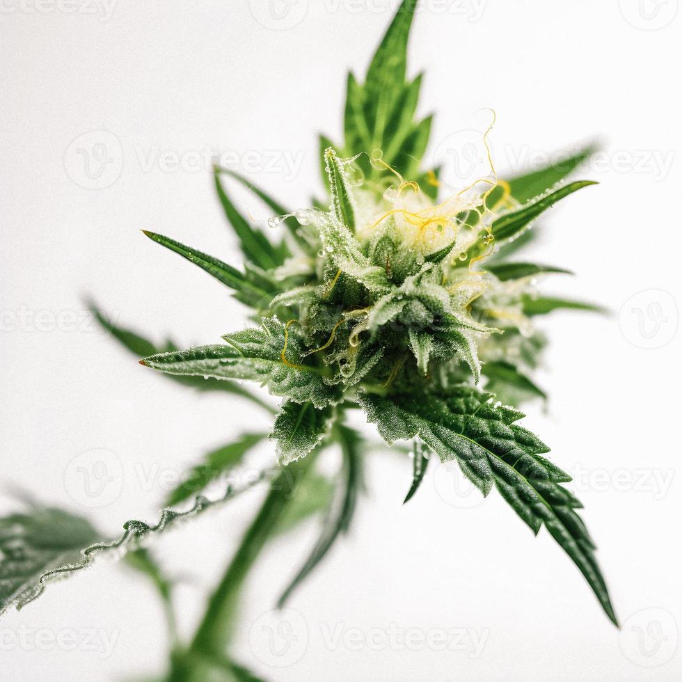 A High-Resolution Photograph of a Marijuana Sativa Bud on a White Background photo