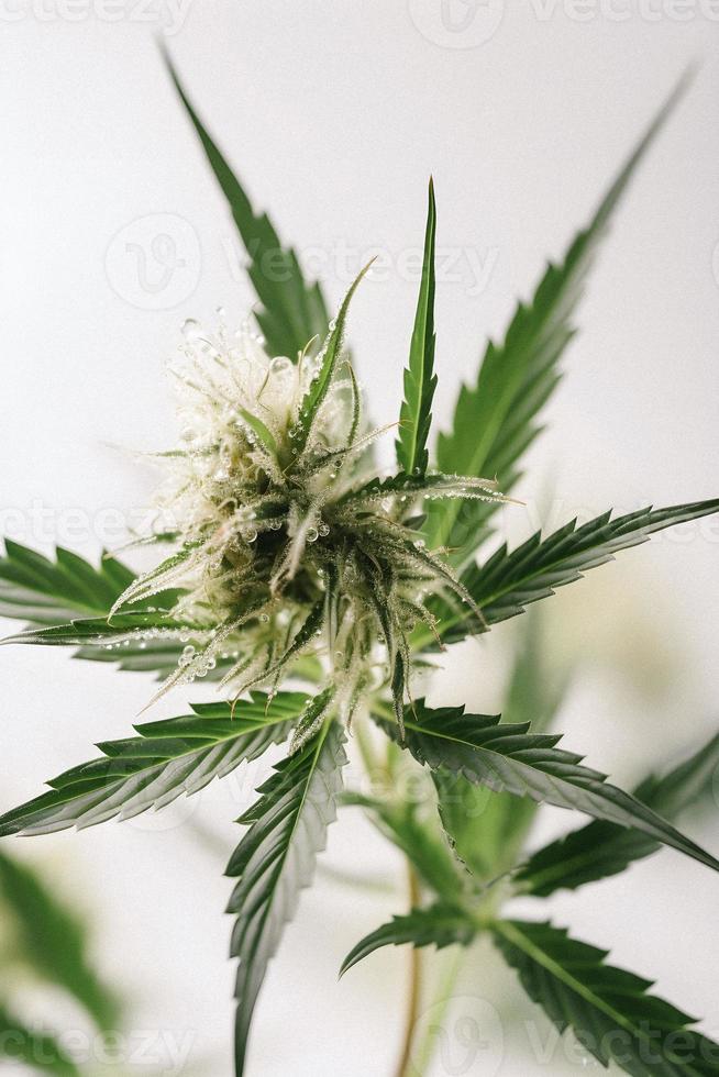 A High-Resolution Photograph of a Marijuana Sativa Bud on a White Background photo