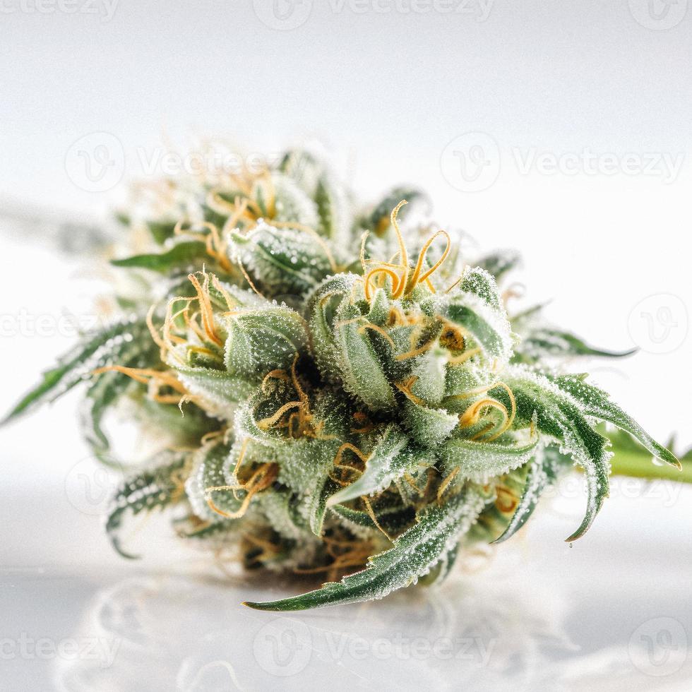 A High-Resolution Photograph of a Marijuana Sativa Bud on a White Background photo