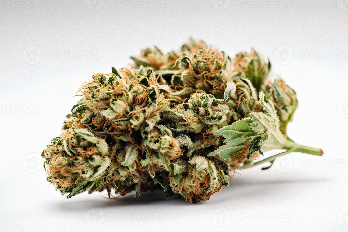 A High-Resolution Photograph of a Marijuana Sativa Bud on a White Background photo