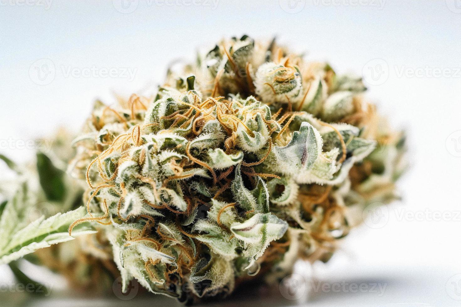 A High-Resolution Photograph of a Marijuana Sativa Bud on a White Background photo