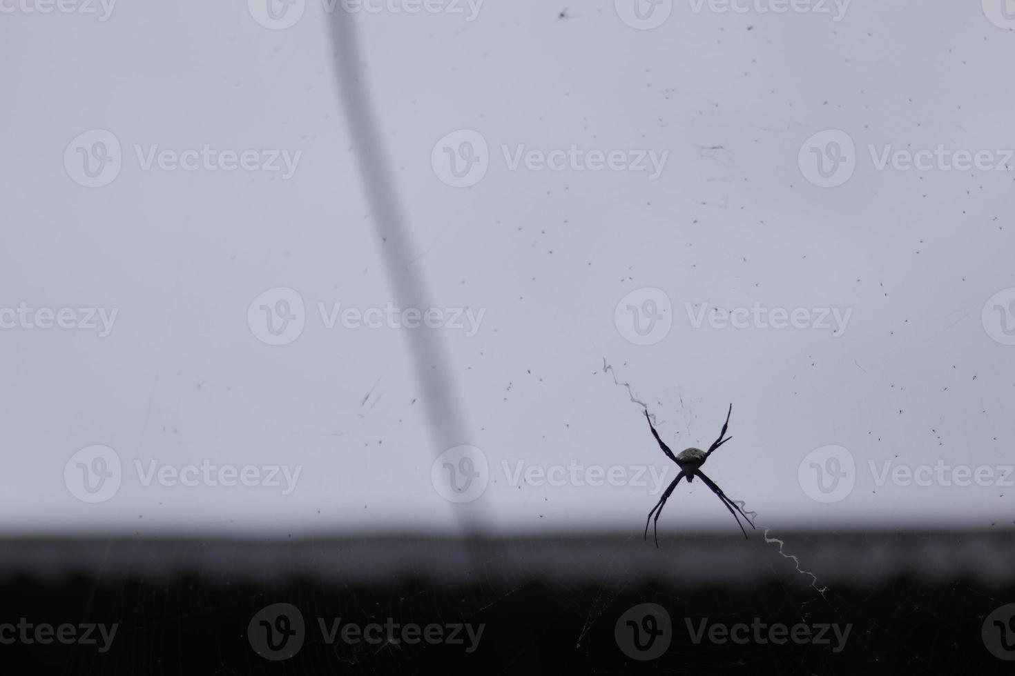 a spider perched on its web with a sky background photo