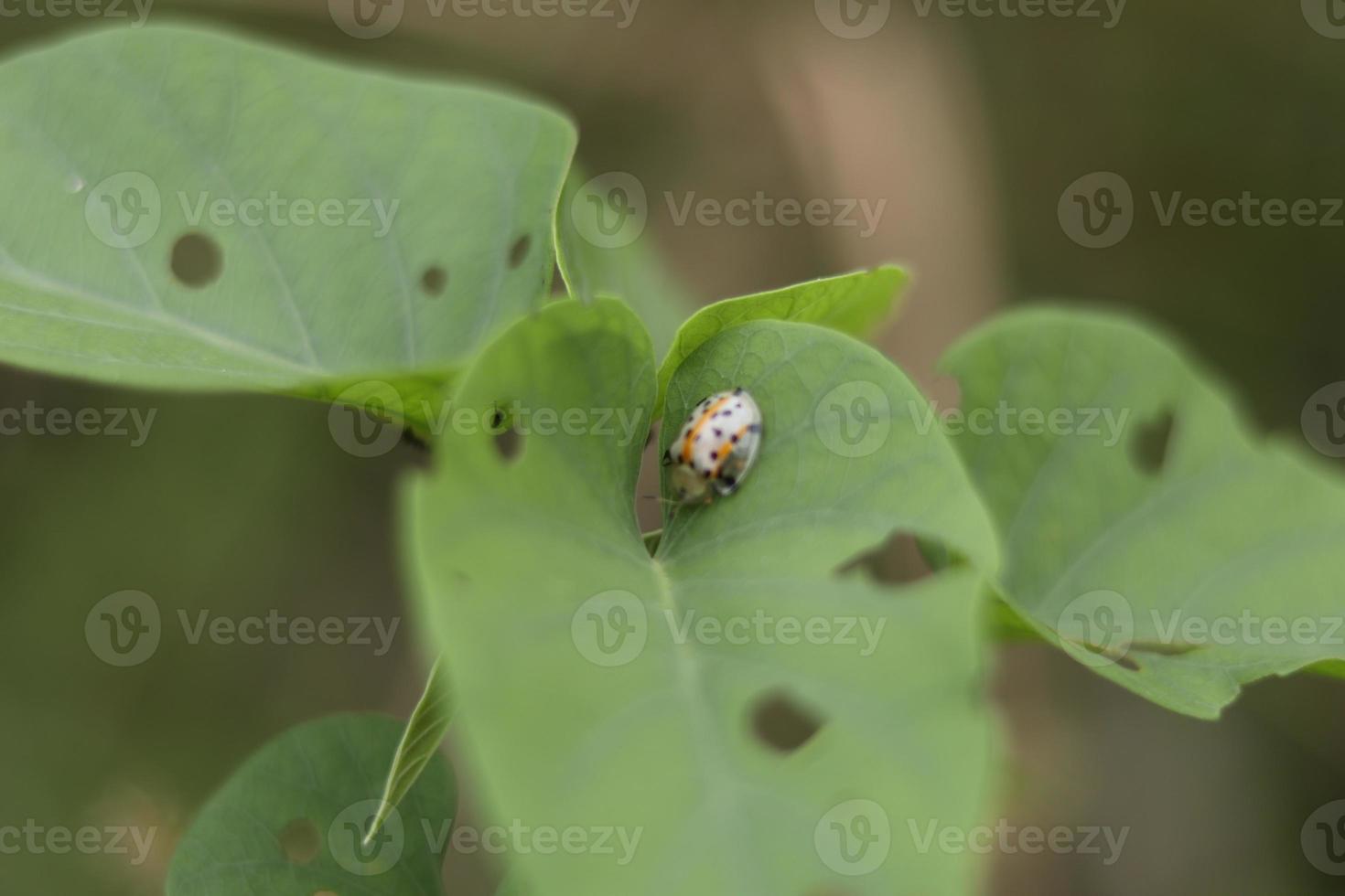 Ladybugs on a Leaf,Tortoise Shell Beetle,Golden Tortoise Beetle photo