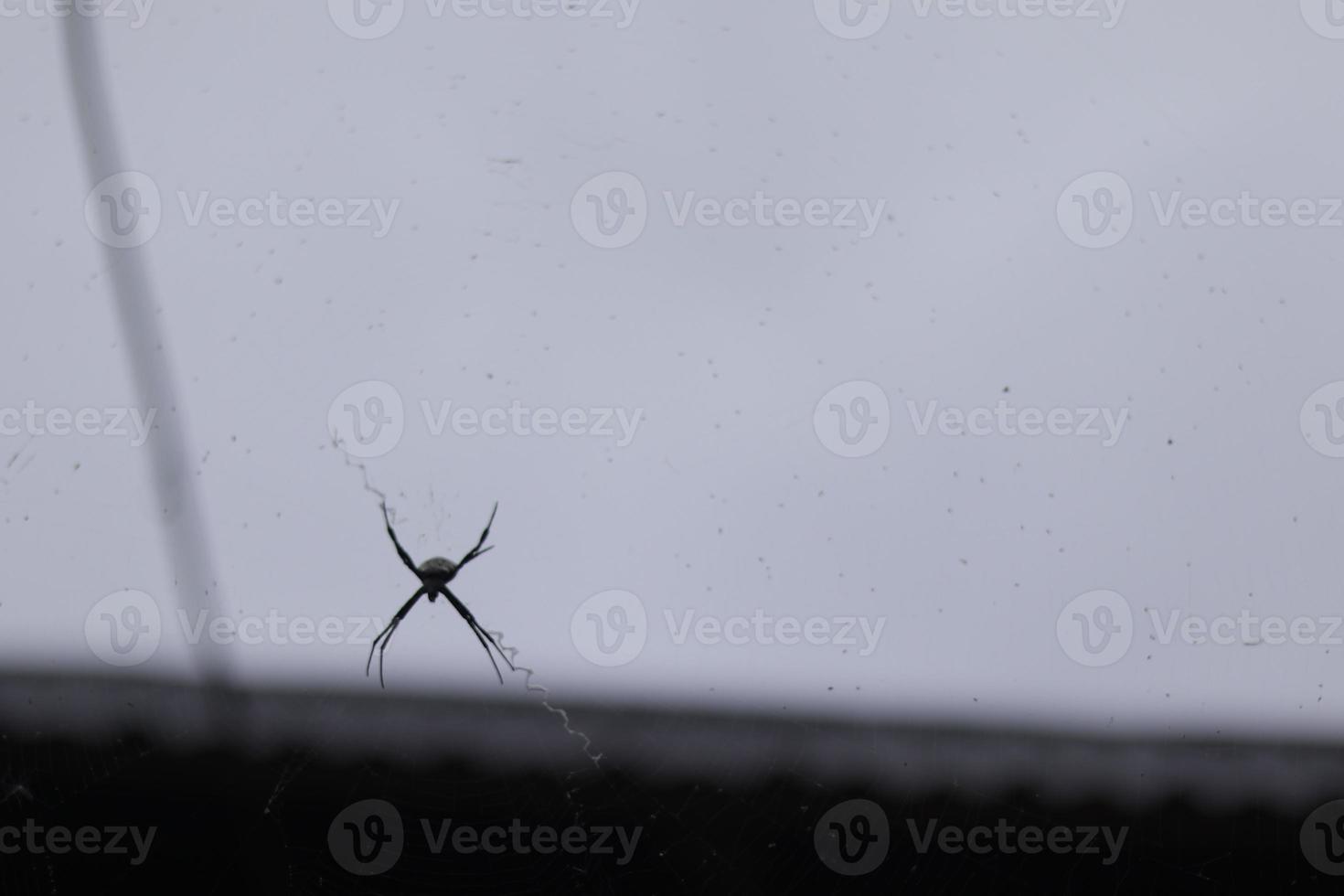 a spider perched on its web with a sky background photo