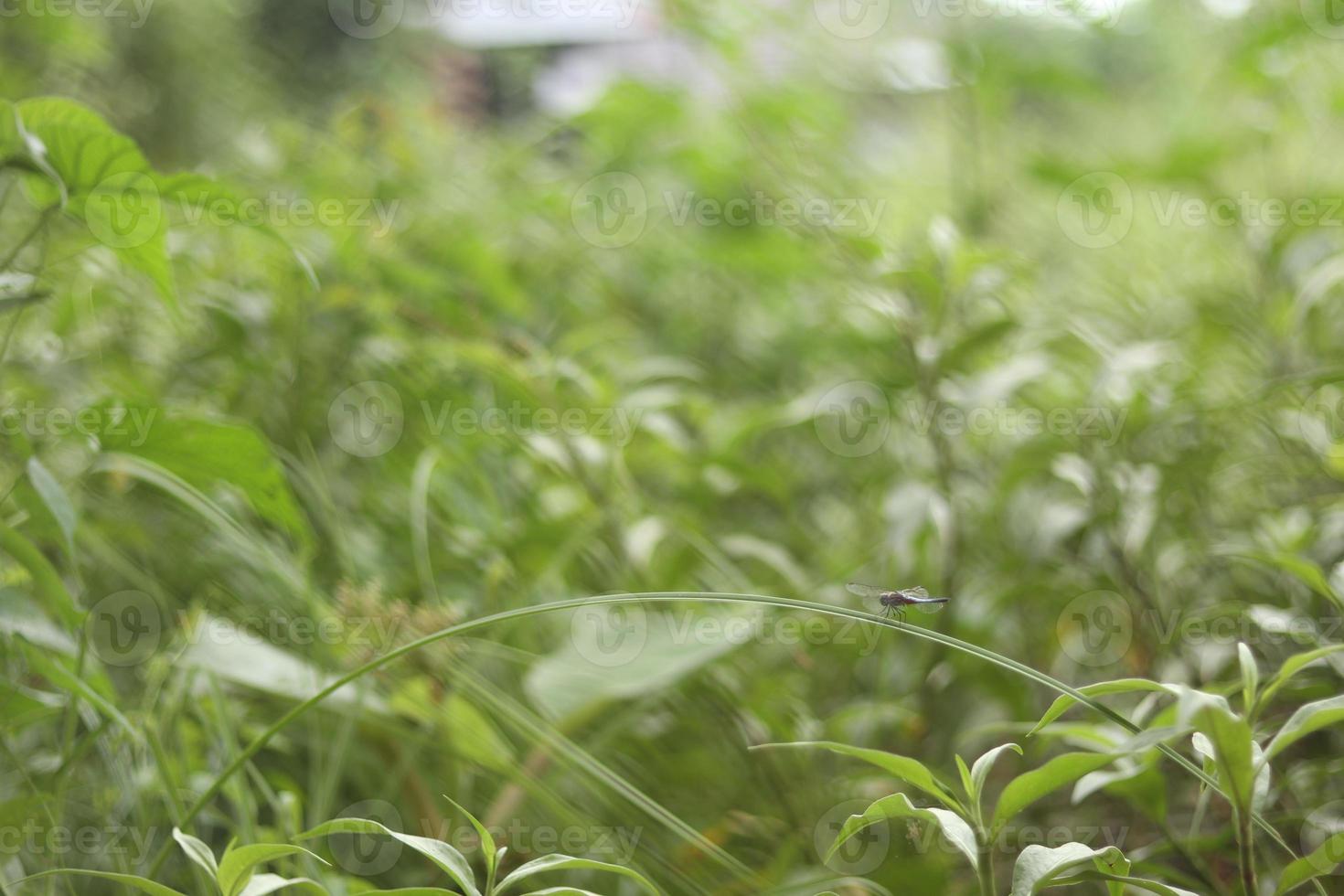 A close up of a plant with a dragonfly on it photo