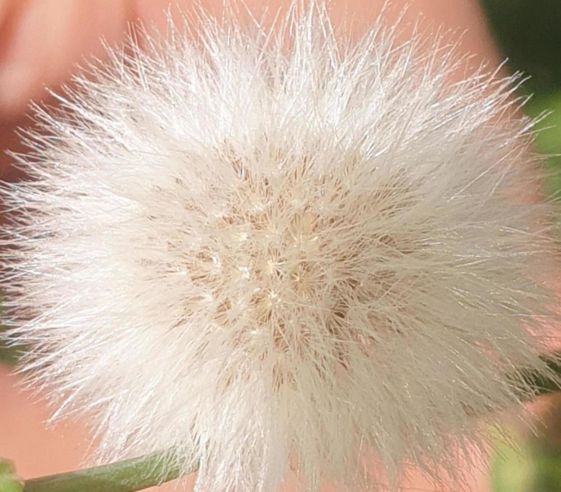 puffy white flower photo