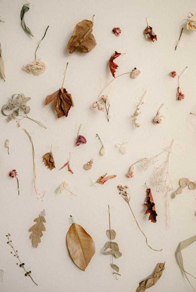 dry leaves background photo