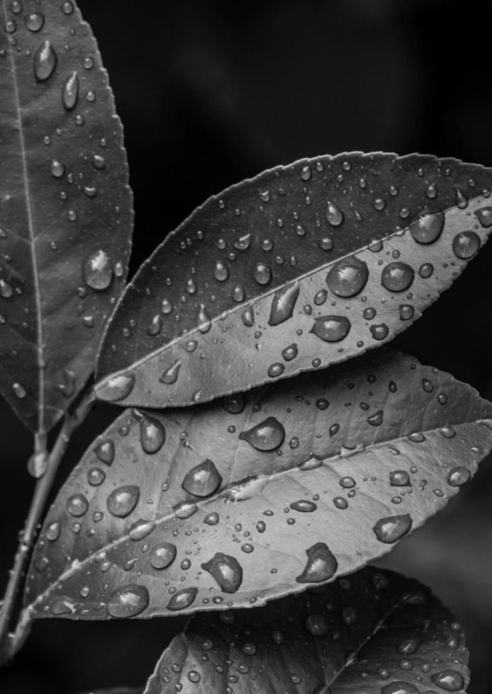 black and white leaves background photo