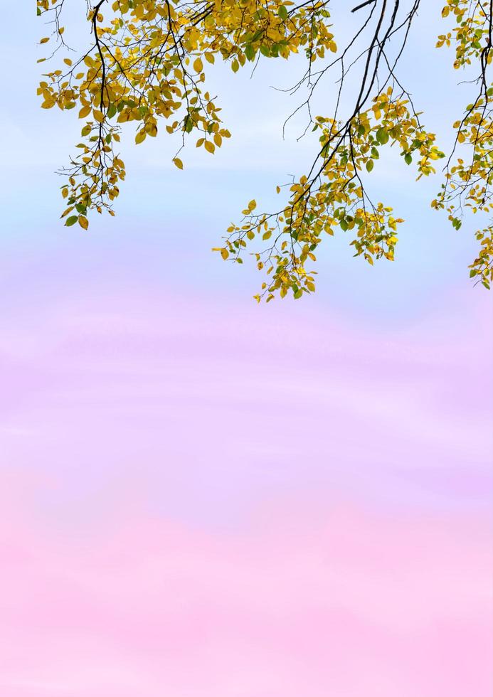 Rainbow cloud with trees photo