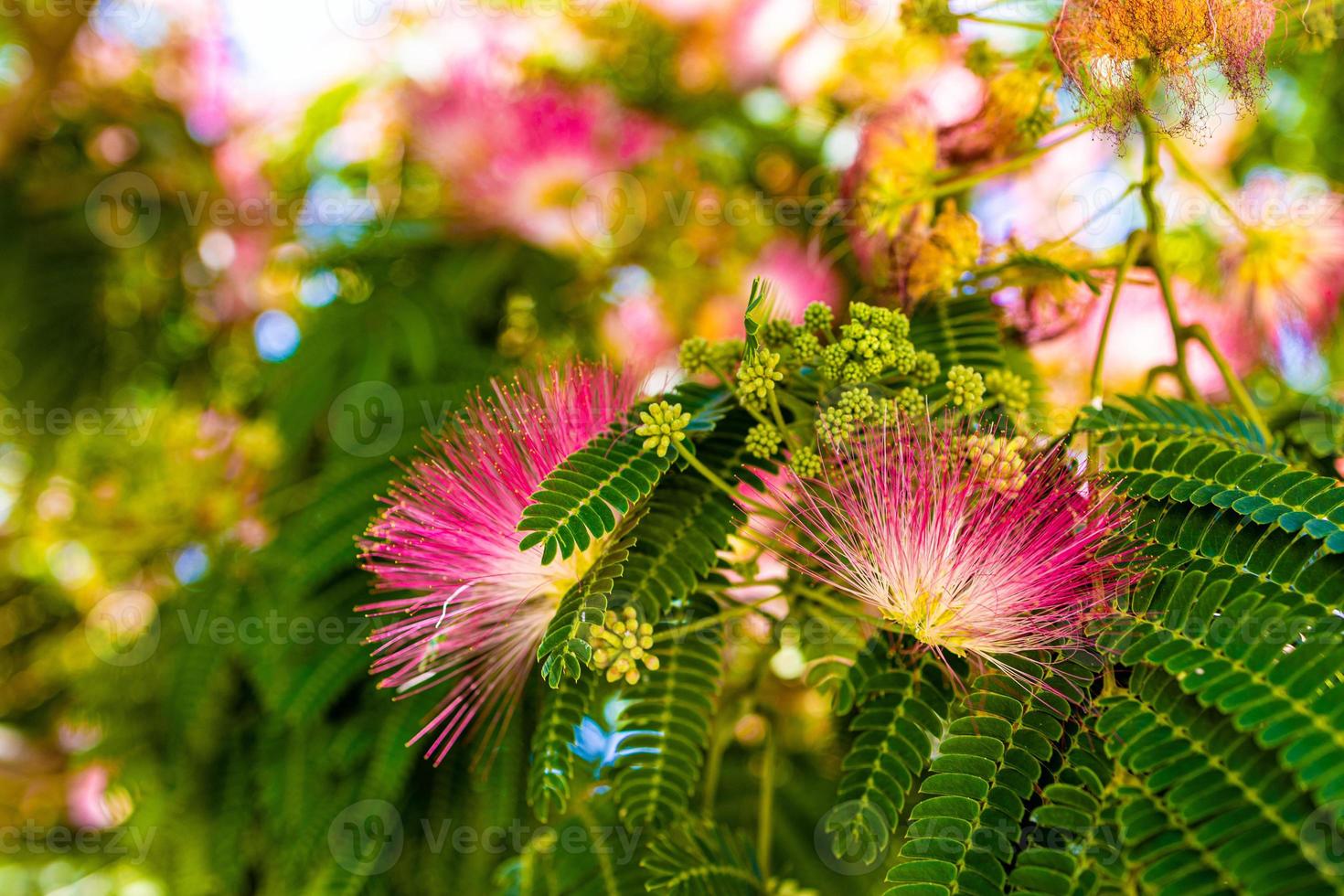 delicate Albizia Julibrissin tree on a warm sunny summer day in close-up photo